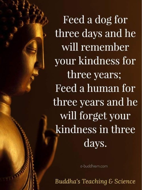 Feed A Dog For Three Days and He Will Remember Your Kindness Quote