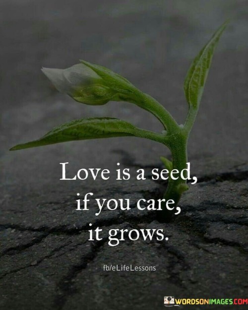 Love Is A Seed If You Care It Grows Quote