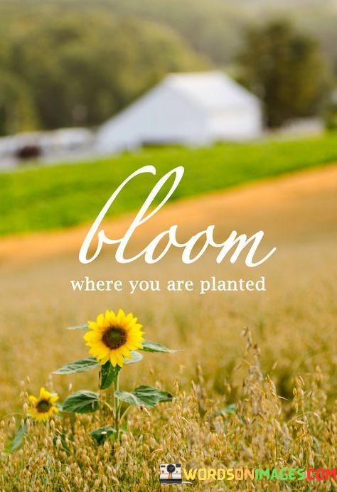 Bloom Were You Are Planted Quotes
