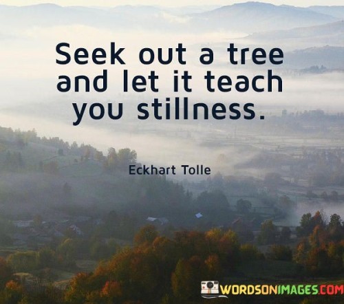 Seek-Out-A-Tree-And-Let-It-Teach-You-Stillness-Quotes.jpeg