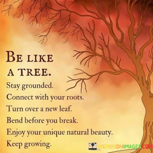 Be-Like-A-Tree-Stay-Grounded-Connect-With-Your-Roots-Quotes.jpeg