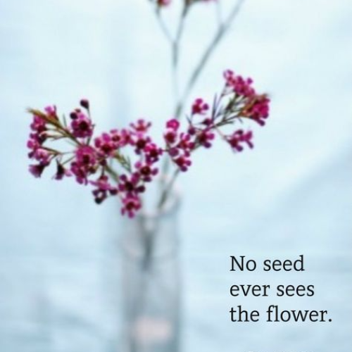 No-Seed-Ever-Seen-The-Flower-Quotes.png