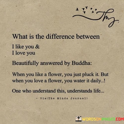 What Is The Difference Between I Like You And I Love You Beautifully Answered By Buddha Quotes