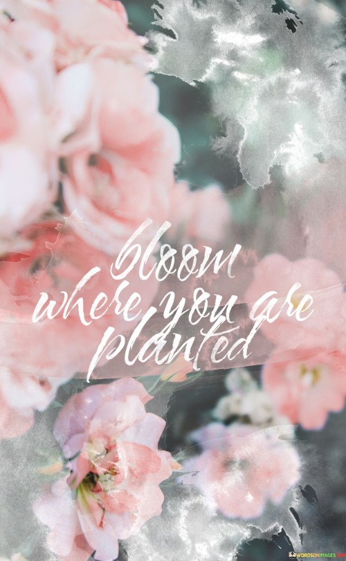 Bloom-Where-You-Are-Planted-Quotes.jpeg