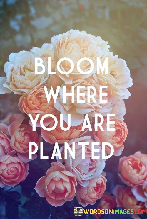 Bloom-Where-You-Are-Planted-Quotes.jpeg